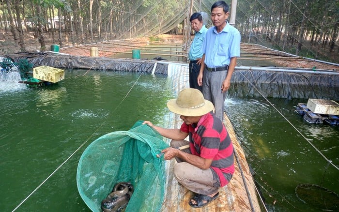 Nuôi loài da trơn được ví như nhân sâm nước: Lão nông thu 1 tỷ đồng/năm